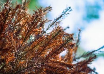 Is Day Dying in the West? Africa Responds to American ‘Apostasy’ – Spectrum Magazine