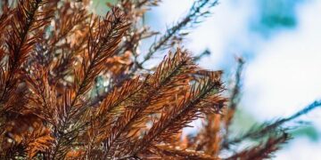 Is Day Dying in the West? Africa Responds to American ‘Apostasy’ – Spectrum Magazine