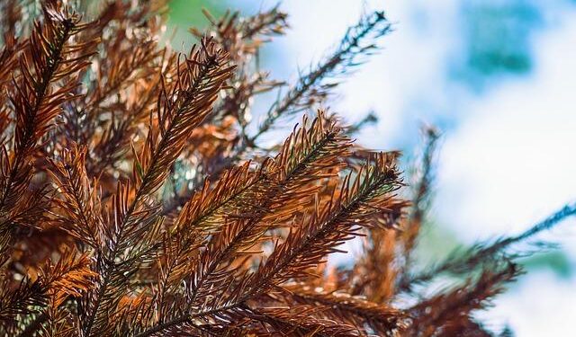 Is Day Dying in the West? Africa Responds to American ‘Apostasy’ – Spectrum Magazine