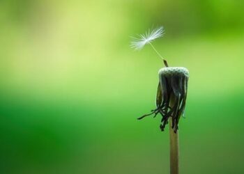 Seeds of hope: Zambia’s fight against drought – OCHA