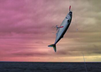 UK, Norway, Faroe Islands reach agreement on Northeast Atlantic mackerel quotas – SeafoodSource