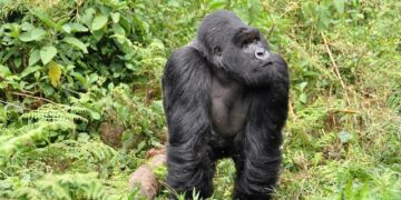 Rwanda – Genocide, Reconciliation, Recovery – Britannica