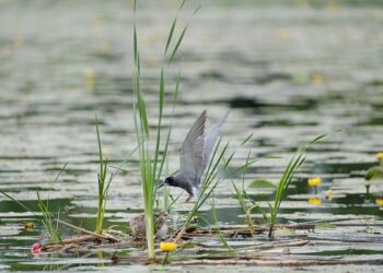 Niger: ‘Islamic State’ kills dozens in mosque attack – DW