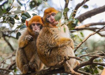 Morocco’s media faces gender representation challenges : HACA launches awareness initiative – Yabiladi.com