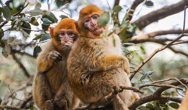 Morocco’s media faces gender representation challenges : HACA launches awareness initiative – Yabiladi.com