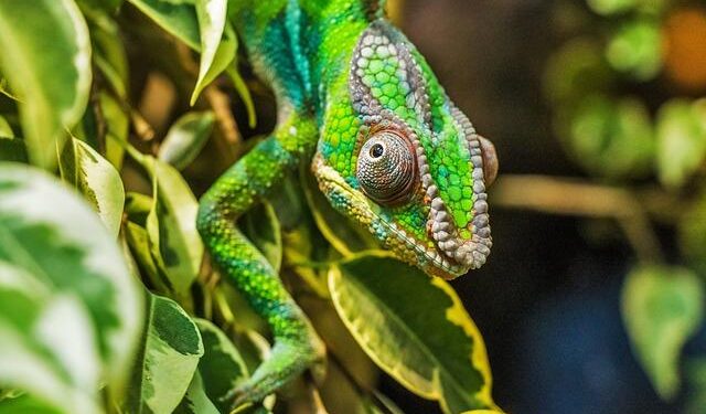 Harena Resources MD says Madagascar rare earths project is well-positioned as China restricts exports – Proactive Investors