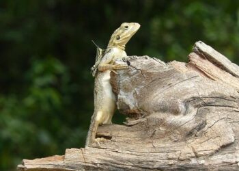 Liberia furthers discussions with Genser for 270MW gas-to-power plant – African Energy