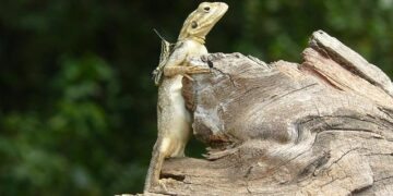 Liberia furthers discussions with Genser for 270MW gas-to-power plant – African Energy