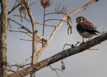 Americans linked to Congo coup attempt plead not guilty to US criminal charges – AP News