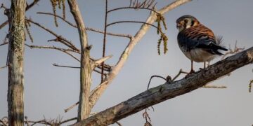 Americans linked to Congo coup attempt plead not guilty to US criminal charges – AP News