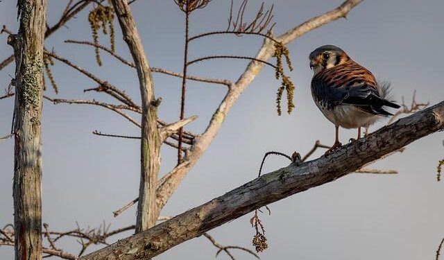 Americans linked to Congo coup attempt plead not guilty to US criminal charges – AP News