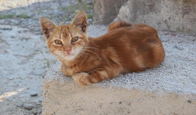 Co-Founders of a Lithuanian Crypto Coin Scooped up Luxury Property While Investors Were Left in the Lurch – Organized Crime and Corruption Reporting Project | OCCRP