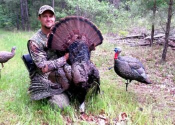 Strong Turkey Season Start Highlights NWTF Efforts – wahpetondailynews.com