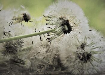 The Disappeared: New lead investigator of ICLVR appointed – BBC