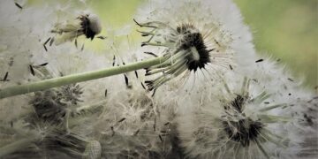 The Disappeared: New lead investigator of ICLVR appointed – BBC