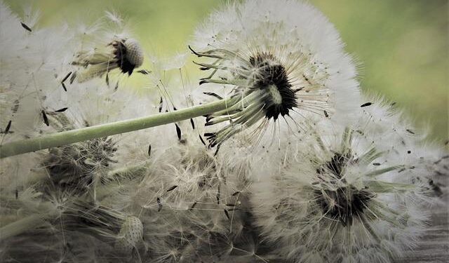 The Disappeared: New lead investigator of ICLVR appointed – BBC