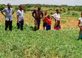 Supporting Malawi’s Agricultural Vision – NC State University