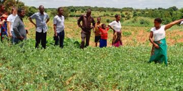 Supporting Malawi’s Agricultural Vision – NC State University