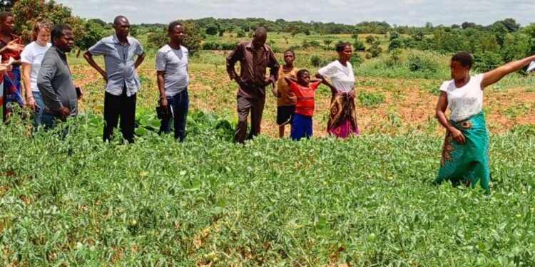 Supporting Malawi’s Agricultural Vision – NC State University