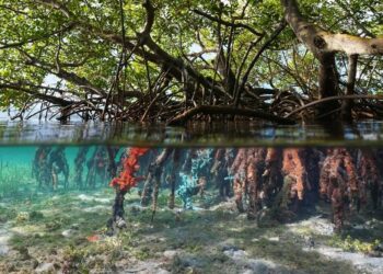 How a holistic approach aims to heal mangroves in Guinea-Bissau – Mongabay