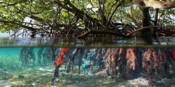 How a holistic approach aims to heal mangroves in Guinea-Bissau – Mongabay