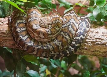 Review: I experienced five star luxury on Boa Vista in Cape Verde – NationalWorld