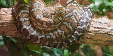 Review: I experienced five star luxury on Boa Vista in Cape Verde – NationalWorld