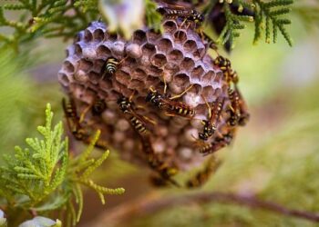 A pungent odor has plagued Pitcairn for years. An air sample canister hopes to ID the mystery smell. – CBS News