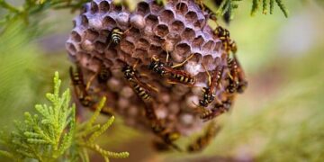 A pungent odor has plagued Pitcairn for years. An air sample canister hopes to ID the mystery smell. – CBS News