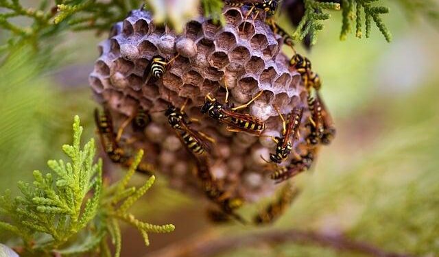 A pungent odor has plagued Pitcairn for years. An air sample canister hopes to ID the mystery smell. – CBS News