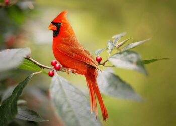 Upcoming conclave will be first with more than 120 Cardinal electors – Vatican News