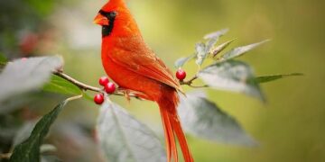 Upcoming conclave will be first with more than 120 Cardinal electors – Vatican News