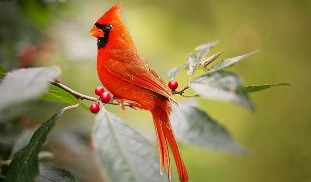 Upcoming conclave will be first with more than 120 Cardinal electors – Vatican News