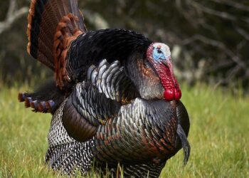 Turkey Allowing Hamas, PIJ To Take Up Military Positions In Syria – Sources – i24NEWS