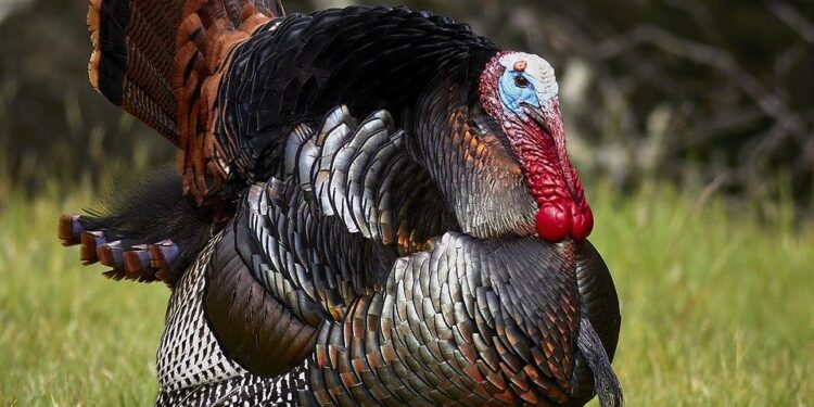 Turkey Allowing Hamas, PIJ To Take Up Military Positions In Syria – Sources – i24NEWS