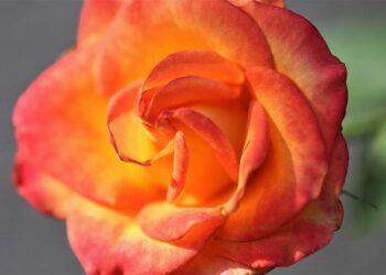 Former Gibraltar Governor Ed Davis Appointed Black Rod – GBC News