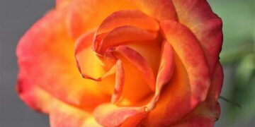 Former Gibraltar Governor Ed Davis Appointed Black Rod – GBC News