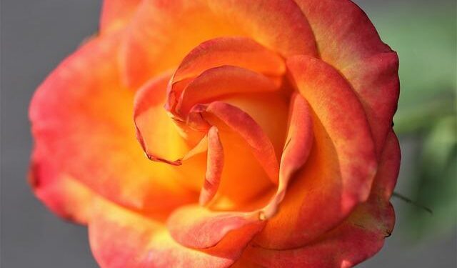 Former Gibraltar Governor Ed Davis Appointed Black Rod – GBC News