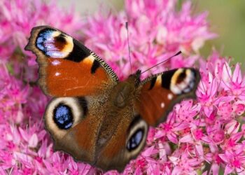 IOS SAGAR IN PORT VICTORIA, SEYCHELLES – PIB
