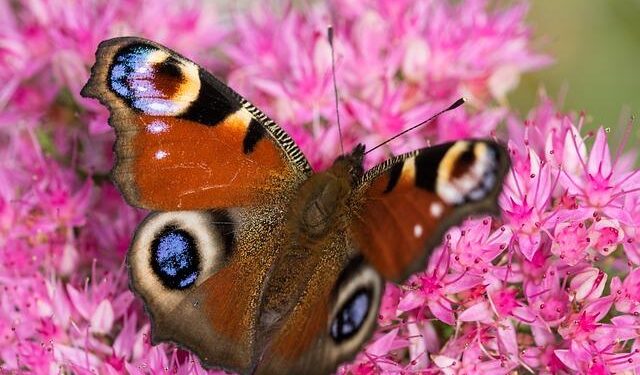 IOS SAGAR IN PORT VICTORIA, SEYCHELLES – PIB