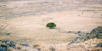 UN and partners launch emergency appeal to address severe drought in Malawi – UN News