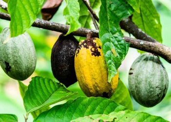 Cocoa Supply Woes Worsen as Quality in Ivory Coast Declines – Bloomberg.com