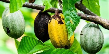 Cocoa Supply Woes Worsen as Quality in Ivory Coast Declines – Bloomberg.com