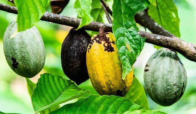 Cocoa Supply Woes Worsen as Quality in Ivory Coast Declines – Bloomberg.com