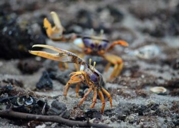 Who are the candidates in Gabon’s post-coup presidential election? – RFI