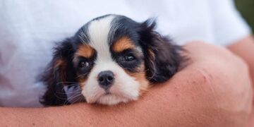 King Charles and Queen Camilla arrive in Samoa to red carpet welcome – BBC