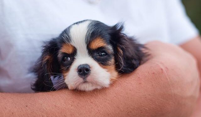 King Charles and Queen Camilla arrive in Samoa to red carpet welcome – BBC
