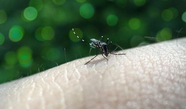 Dengue fever outbreak reported in Cook Islands; Samoa, Tonga, and Fiji already in viral infection’s grip – The Economic Times