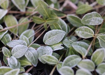 Frost, wind, and +20°C warmth – a week of changing weather in Latvia – Baltic News Network