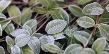 Frost, wind, and +20°C warmth – a week of changing weather in Latvia – Baltic News Network